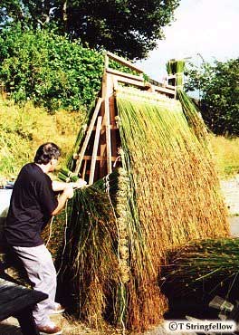 Thatching the Cart